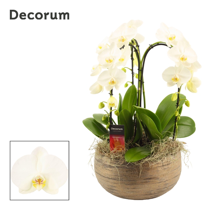 <h4>Oro cascade 3 tak symphony white(Deco-collection)</h4>