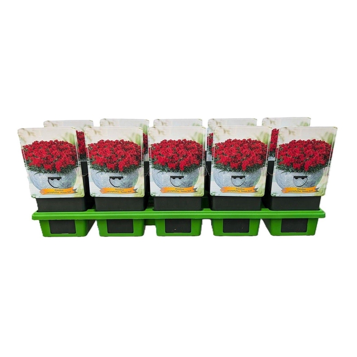<h4>Dianthus caryophyllus 'Peman Red' P11</h4>
