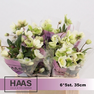 HELLEB MAGNIF BELLS 6 X 5st.