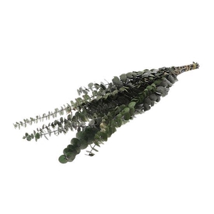 Bunch Eucalyptus Small Pres.L60