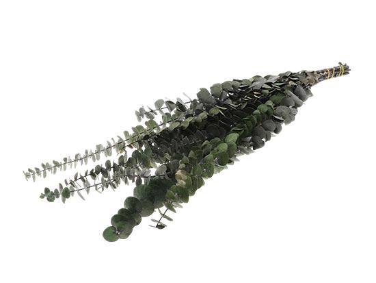Bunch Eucalyptus Small Pres.L60