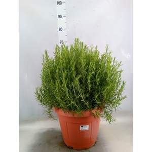 Rosmarinus officinalis   ...