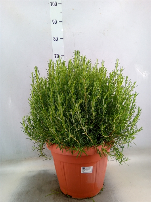 <h4>Rosmarinus officinalis   ...</h4>