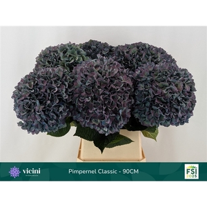 Hydr Pimpernel Classic 90 cm Vicini