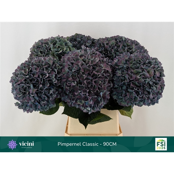 <h4>Hydr Pimpernel Classic 90 cm Vicini</h4>