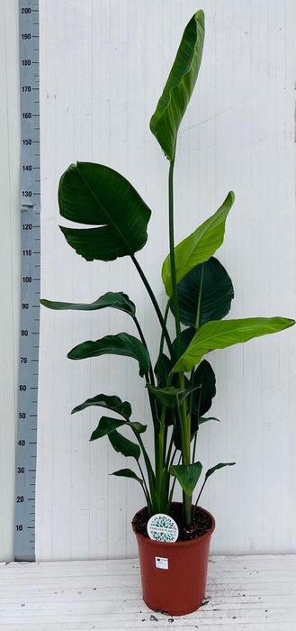 <h4>STRELITZIA NICOLAI</h4>