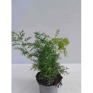 ASPARAGUS DENSIFLORUS p12