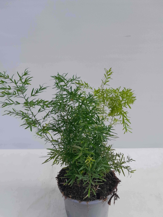 <h4>ASPARAGUS DENSIFLORUS p12</h4>