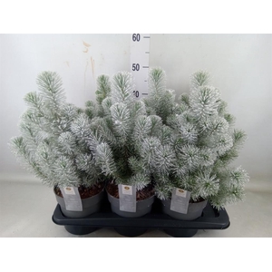 Pinus pinea 'Silver Crest'