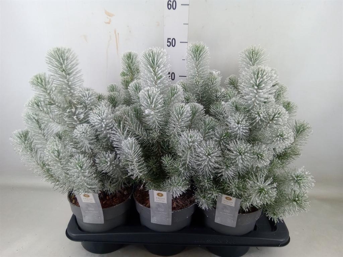 <h4>Pinus pinea 'Silver Crest'</h4>