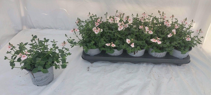 <h4>DIAS PICCAD APPLEBL</h4>