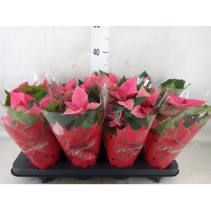 Euphorbia pulc. 'Christ Feel Pink'