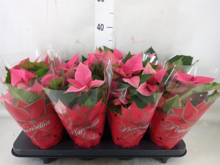 <h4>Euphorbia pulc. 'Christ Feel Pink'</h4>