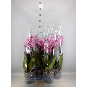 Phalaenopsis  'Marvellous Pink Sp'