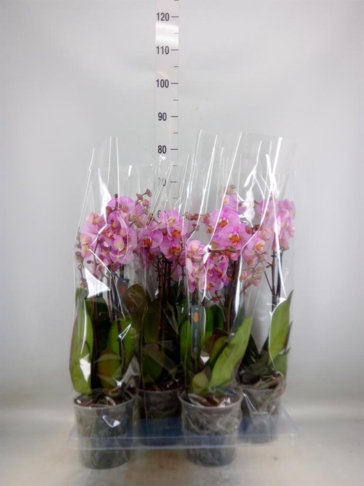 <h4>Phalaenopsis  'Marvellous Pink Sp'</h4>