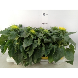 Helianthus an. 'Sunsation'