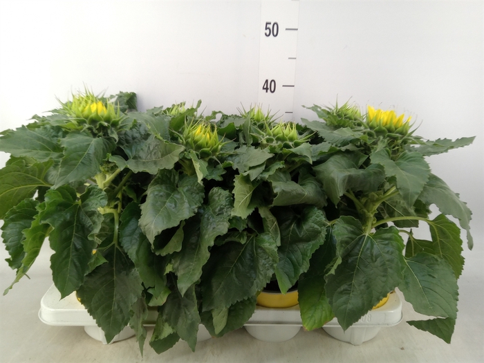 <h4>Helianthus an. 'Sunsation'</h4>