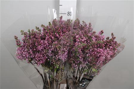 <h4>Syr V Dark Koster 4+</h4>