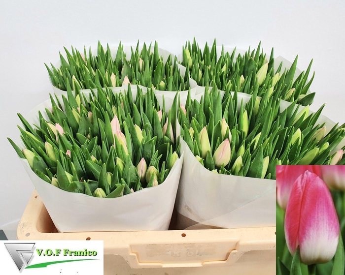 <h4>TU EN FIRST CLASS</h4>