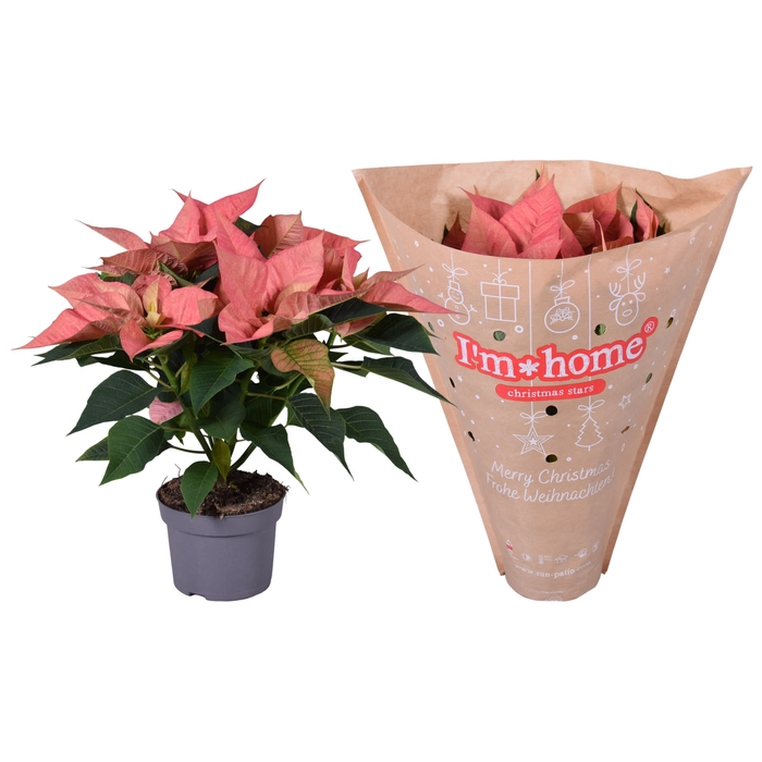 <h4>Euphorbia Abricot Papier I'm home hoes</h4>