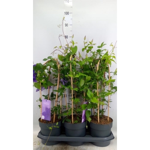 Clematis  'Garland'   ...
