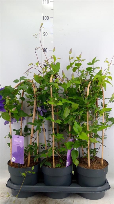 <h4>Clematis  'Garland'   ...</h4>