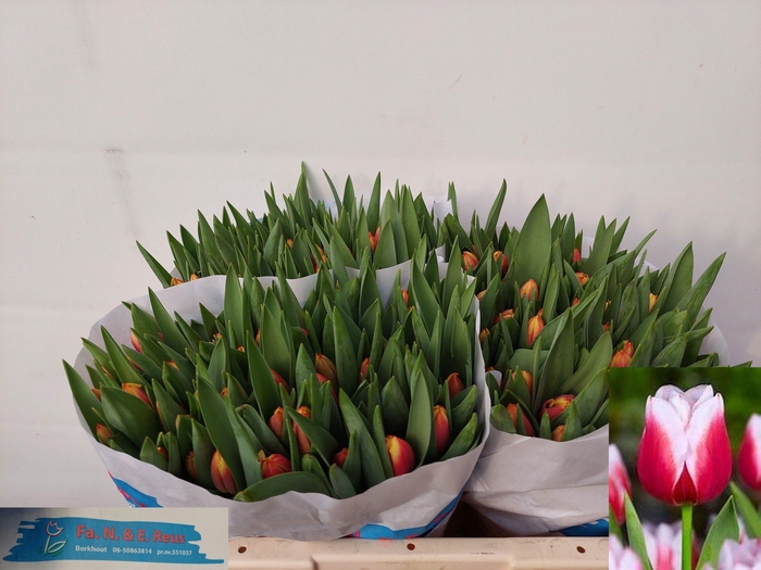 <h4>TU EN LEEN VD MARK</h4>