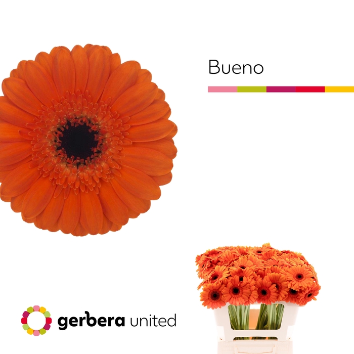 <h4>Germini Bueno Water</h4>