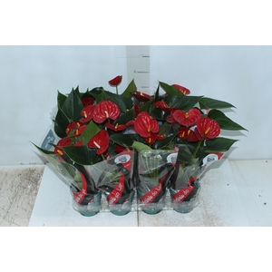 ANTHURIUM RED SUCCESS P09
