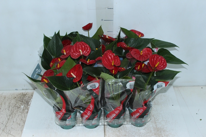 <h4>ANTHURIUM RED SUCCESS P09</h4>