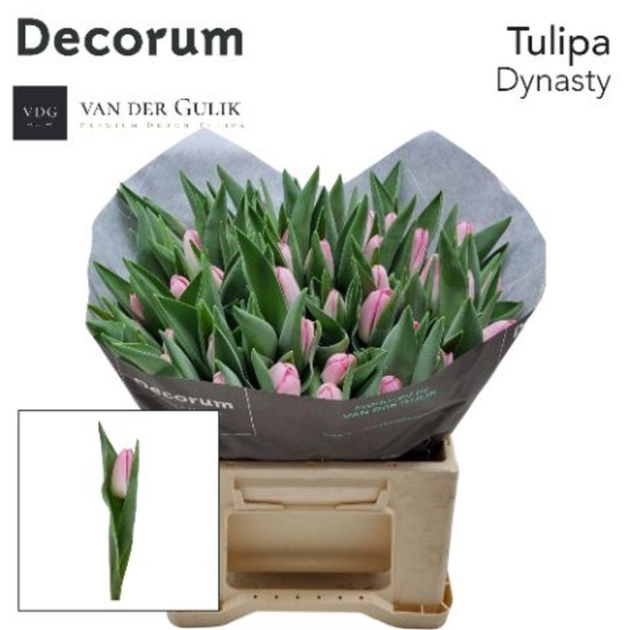 <h4>Tulipa si dynasty</h4>