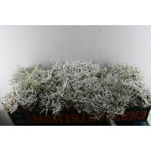 Lim Kam Statice L 25 Per Bos