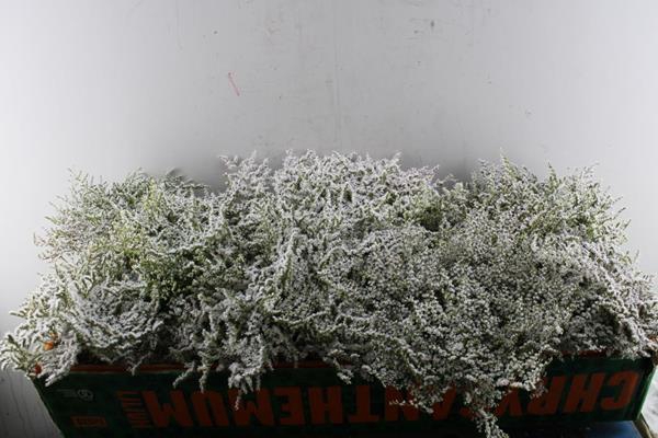 <h4>Lim Kam Statice L 25 Per Bos</h4>