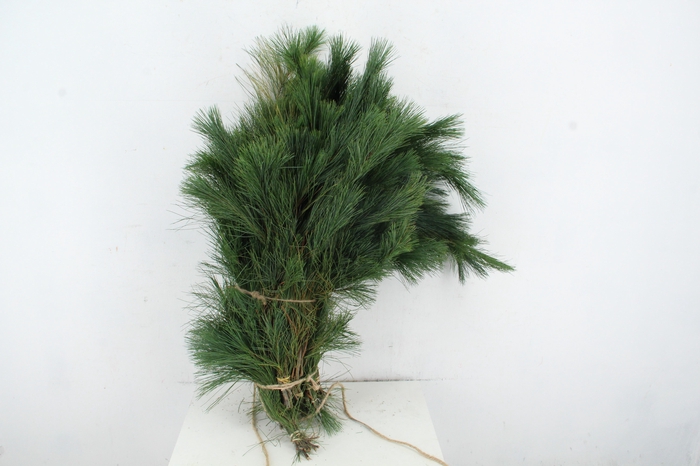 <h4>PINUS STROBUS PER BUNCH</h4>