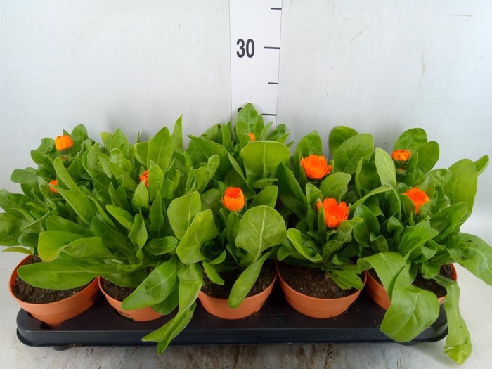 <h4>Calendula offic.</h4>