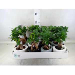 Ficus microcarpa 'Ginseng'
