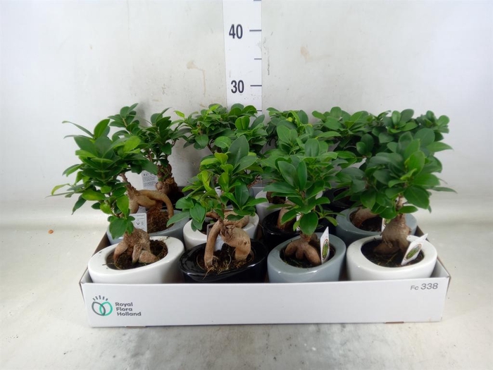 <h4>Ficus microcarpa 'Ginseng'</h4>