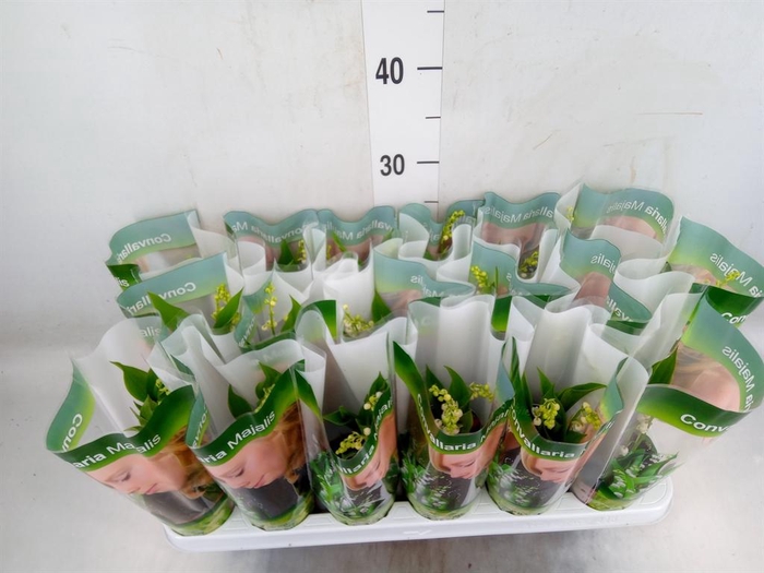 <h4>Convallaria majalis</h4>