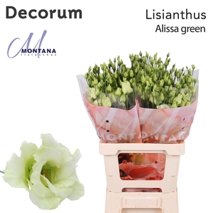 Lisianthus Alissa green 70cm