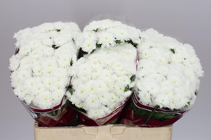 <h4>Sant Baykal</h4>