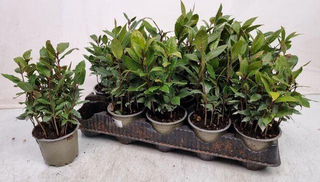 <h4>Laurus nobilis</h4>