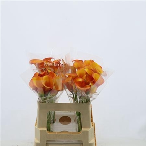 Zantedeschia 'carvello'