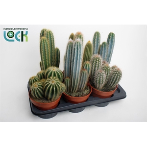 Cactus gemengd 3 soorten