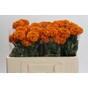 Tagetes Marigold Promise Orange