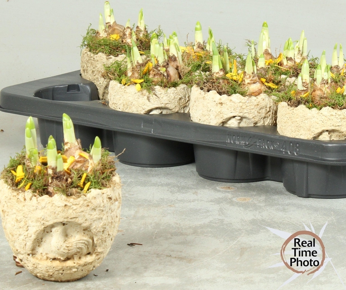 <h4>ARR NARCISSUS</h4>