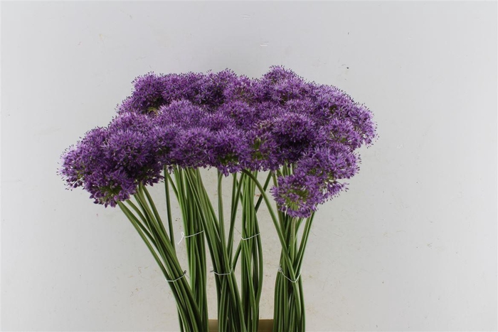 <h4>Allium Gladiator</h4>
