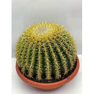 ECHINOC GRU INERMIS