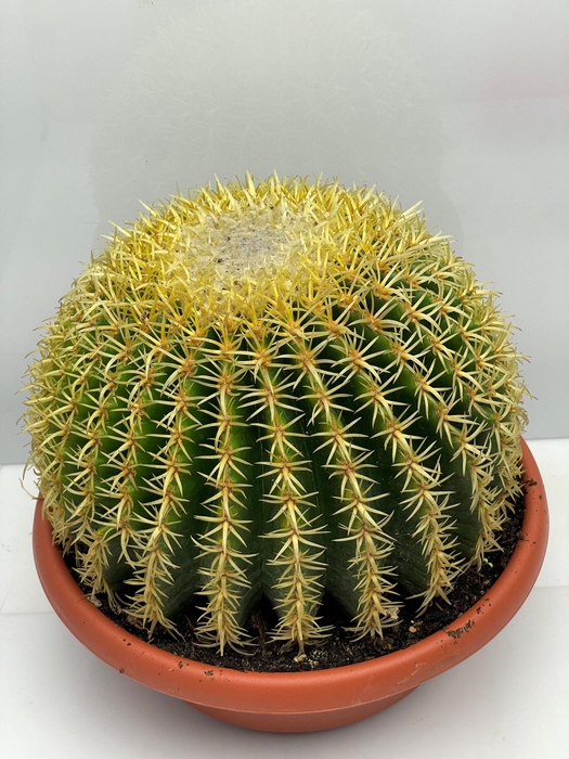 <h4>ECHINOC GRU INERMIS</h4>