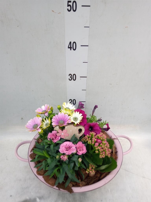 <h4>Arr.   Perkplanten L%</h4>
