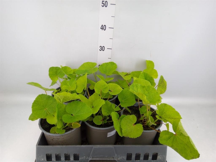 <h4>Alcea rosea 'Chater's Double Hybr'</h4>